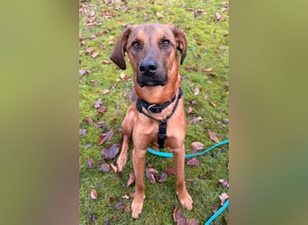 Notfell LASKO❤️in 22559 Hamburg, dringend Not-PS oder Für-Immer-Zuhause gesucht