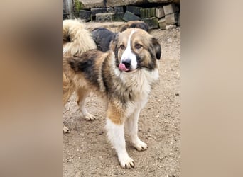 Lebensfroher Jonesy sucht Zuhause