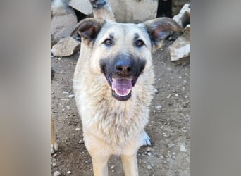 ♥Fly♥ eine herzliche, treue Fellfreundin