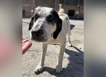 Ananda ❤️ liebe Fellfreundin fürs Leben