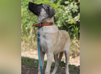 HSH-Mix YOMA❤️fröhlich, aufgeschlossen & katzenverträglich