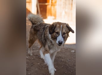 Energiebündel Jonesy - sucht Liebe und Halt Energiebündel Jonesy - sucht Liebe und Halt