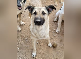 Beauty ♥ Fly ♥ herzliche, treue Fellfreundin