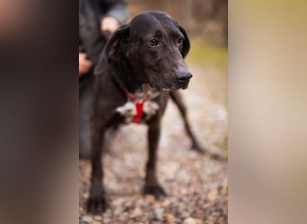 Pointer-Mix-Lady ♥ Daria ♥ ein Herz aus Fell