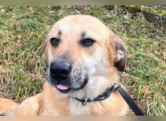 Schöne ♥ Stella ♥ aktiv und lieb, auch besonders zu Kindern