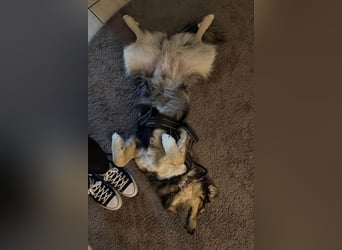 Sensibler Jungrüde ♥BALU♥ wartet schon in 59174 Kamen auf seine Für-Immer-Menschen