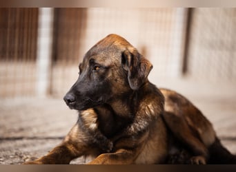 Pico ❤️ junger verschmuster, liebevoller Rüde