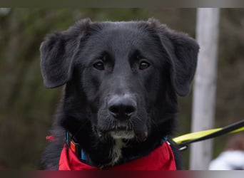 Cosmo - junger charmanter Schäfi-Mix-Bub wartet bereis in 55116 Mainz