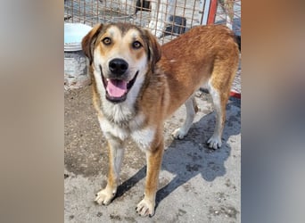 Luki ❤️ aufgeschlossener, lieber Junghund!