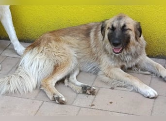 Mix-Hündin ♥ Mandy ♥ ein zauberhaftes, liebes, soziales Wesen