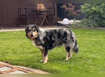 Sensibler Jungrüde ♥BALU♥ wartet schon in 59174 Kamen auf seine Für-Immer-Menschen