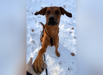 Notfell LASKO❤️in 22559 Hamburg, dringend Für-Immer-Zuhause gesucht