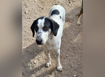 Ananda ❤️ liebe Fellfreundin fürs Leben