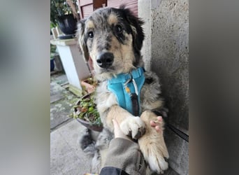 Sensibler Jungrüde ♥BALU♥ wartet bereits in 59174 Kamen auf seine eigene Familie