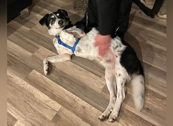Liebster OldBoy ♥Rocky♥ wartet in 21640 Bliedersdorf auf sein so verdientes Lebensglück