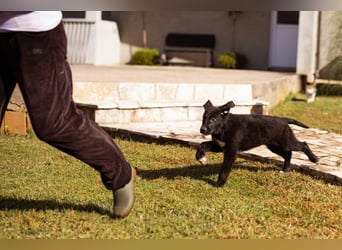 Cosmo - junger charmanter Schäfi-Mix-Bub