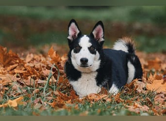 Lebensfroher Chico sucht seine Menschen