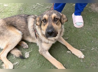 Familien-Mix-Rüde ♥Marco♥ ein Herz von Hund; liebt auch Kinder und Katzen
