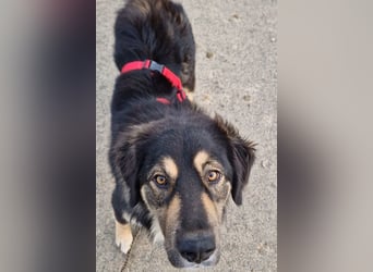 Aramis ❤️ wartet in 31812 Bad Pyrmont