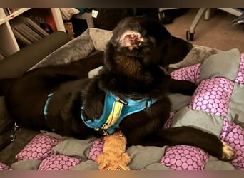 Cosmo - junger charmanter Schäfi-Mix-Bub wartet bereis in 55116 Mainz