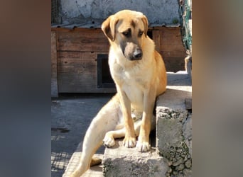 SCHLAUBI❤️smarter, kluger und entzückender Fellnasen-Fratz!