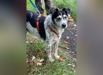 Liebster OldBoy ♥Rocky♥ wartet in 21640 Bliedersdorf auf sein so verdientes Lebensglück