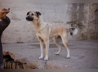 ♥Fly♥ eine herzliche, treue Fellfreundin