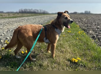 Floki ❤️ freundlicher & so menschenbezogener Familienhund