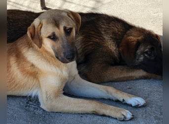 SCHLAUBI❤️smarter, kluger und entzückender Fellnasen-Fratz!