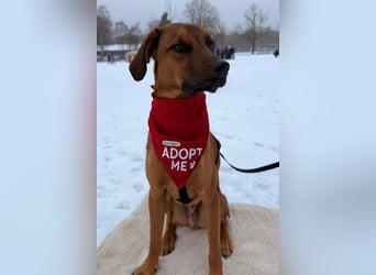 charmanter LASKO❤️in 22559 Hamburg, dringend Für-Immer-Zuhause gesucht