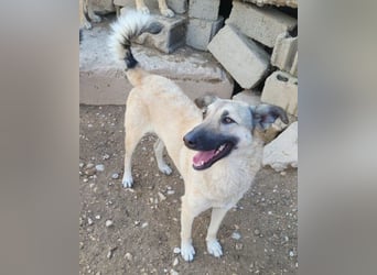 Beauty ♥ Fly ♥ herzliche, treue Fellfreundin