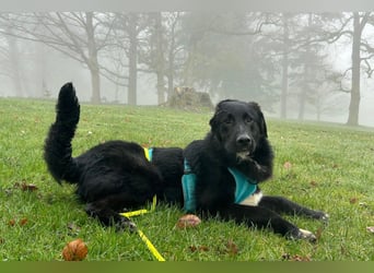 Cosmo - junger charmanter Schäfi-Mix-Bub wartet bereis in 55116 Mainz