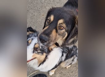 Aramis ❤️ wartet in 31812 Bad Pyrmont