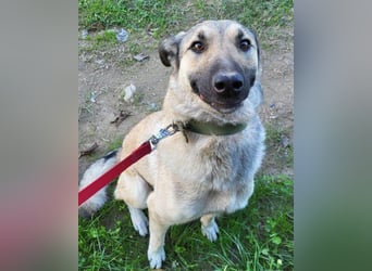 Beauty ♥ Fly ♥ herzliche, treue Fellfreundin