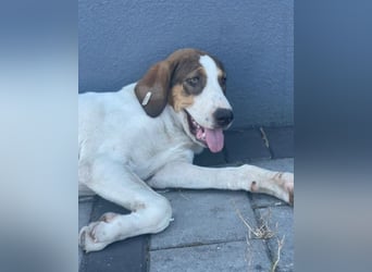 Nala ❤️ aktive, so verschmuste HSH-Mix Hündin