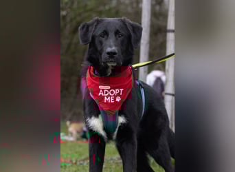 Cosmo - junger charmanter Schäfi-Mix-Bub wartet bereis in 55116 Mainz