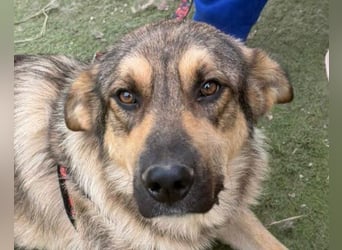 Familien-Mix-Rüde ♥Marco♥ ein Herz von Hund; liebt auch Kinder und Katzen