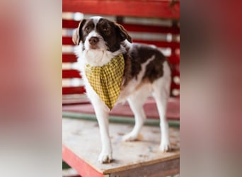 ♥Šarenko♥ toller, verschmuster 3-Beiner