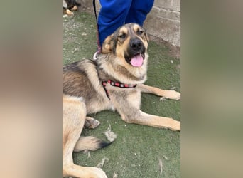 Familien-Mix-Rüde ♥Marco♥ ein Herz von Hund; liebt auch Kinder und Katzen