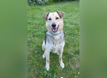 Feiner ♥Flinn♥ wartet bereits in 65191 Wiesbaden auf seine Für-Immer-Familie