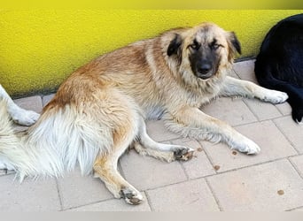 Mix-Hündin ♥ Mandy ♥ ein zauberhaftes, liebes, soziales Wesen