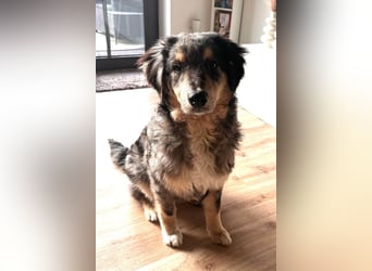 Sensibler Jungrüde ♥BALU♥ wartet schon in 59174 Kamen auf seine Für-Immer-Menschen