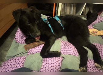 Cosmo - junger charmanter Schäfi-Mix-Bub wartet bereis in 55116 Mainz