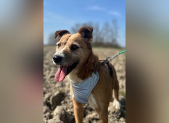 Floki ❤️ freundlicher & so menschenbezogener Familienhund