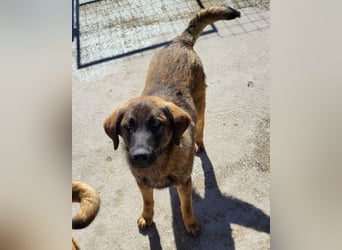 Pico ❤️ junger verschmuster, liebevoller Rüde