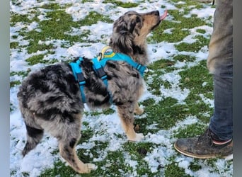 Sensibler Jungrüde ♥BALU♥ wartet schon in 59174 Kamen auf seine Für-Immer-Menschen