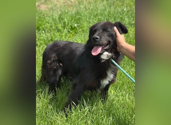 Morach ❤️ sanfter & so lieber Hundeschatz