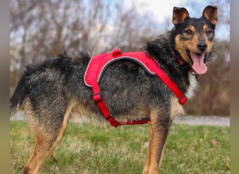 Schatz Teri: sehr freundlicher Gefährte