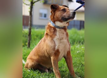 Floki ❤️ freundlich & so menschenbezogen