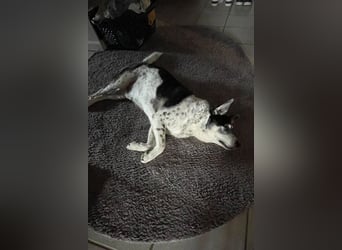 Liebster OldBoy ♥Rocky♥ wartet in 21640 Bliedersdorf auf sein so verdientes Lebensglück